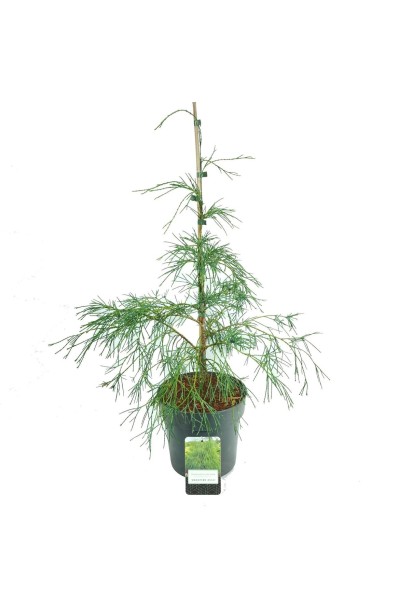 Кипарисовик лавсона Drooping Solo - карликовий сорт